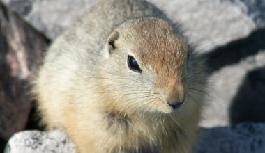 Arctic ground squirrels drop their body temperature to nearly three degrees below freezing during hibernation — the coldest ever recorded in a mammal — a state that should crystallise their blood and kill them, but through a phenomenon called supercooling, their body fluids remain liquid, and they wake in spring unharmed