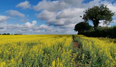 Looking after our hedgerows will look after our farms, nature and climate – The Irish Times