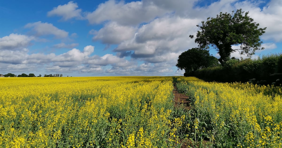 Looking after our hedgerows will look after our farms, nature and climate – The Irish Times