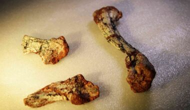 Forgotten for 20 Years, This 240-Million-Year-Old Fossil Reveals a New Reptile Species