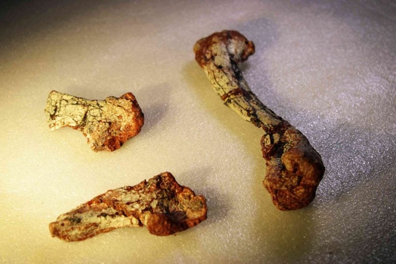 Rediscovered Silescelida Acristata Fossil Bones