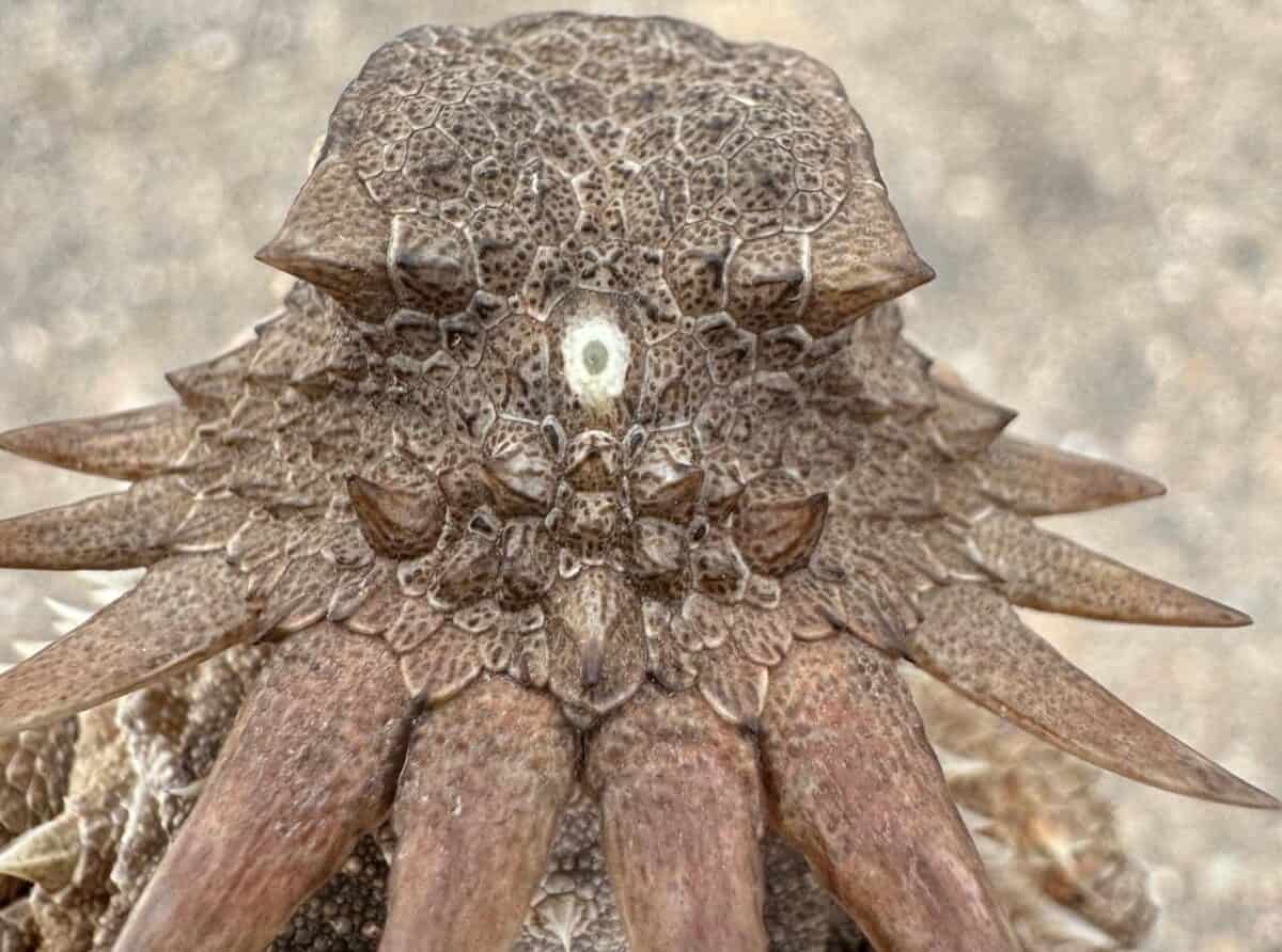 Origin of Human Eyes Traced to 560-Million-Year-Old One-Eyed 'Cyclops'