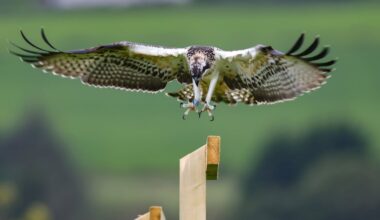 What ospreys ask of us is simple: clean, fish-rich waters – The Irish Times