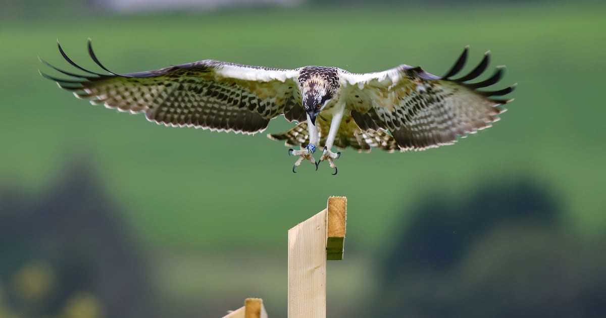 What ospreys ask of us is simple: clean, fish-rich waters – The Irish Times