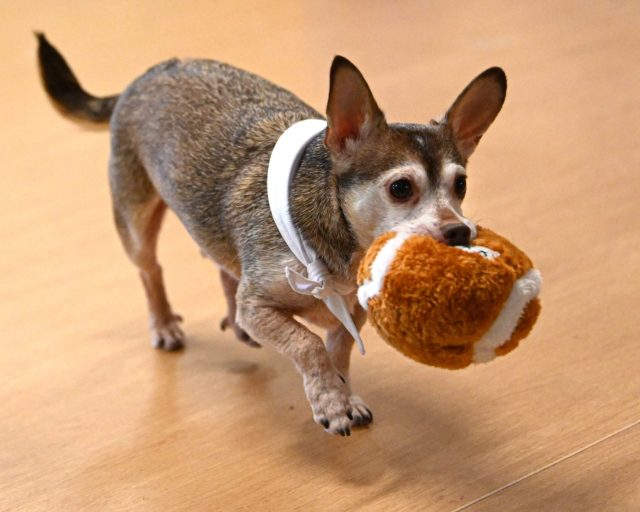 MENANDS, NY - FEBRUARY 5: Buck walks with a football in his mouth at Mohawk Hudson Humane Society on Thursday, Feb. 5, 2026 in Menands, N.Y. Buck along will local dogs Jodi and Gazpacho will appear in the nationally televised Animal Planet Puppy Bowl XXII, airing on Super Bowl Sunday. (Lori Van Buren/Albany Times Union via Getty Images)
