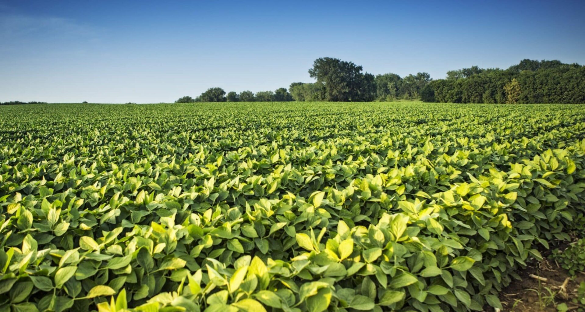Climate Stress May Lower Soybean Seed Quality