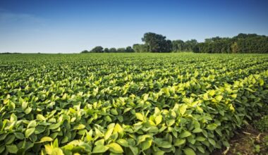 Climate Stress May Lower Soybean Seed Quality