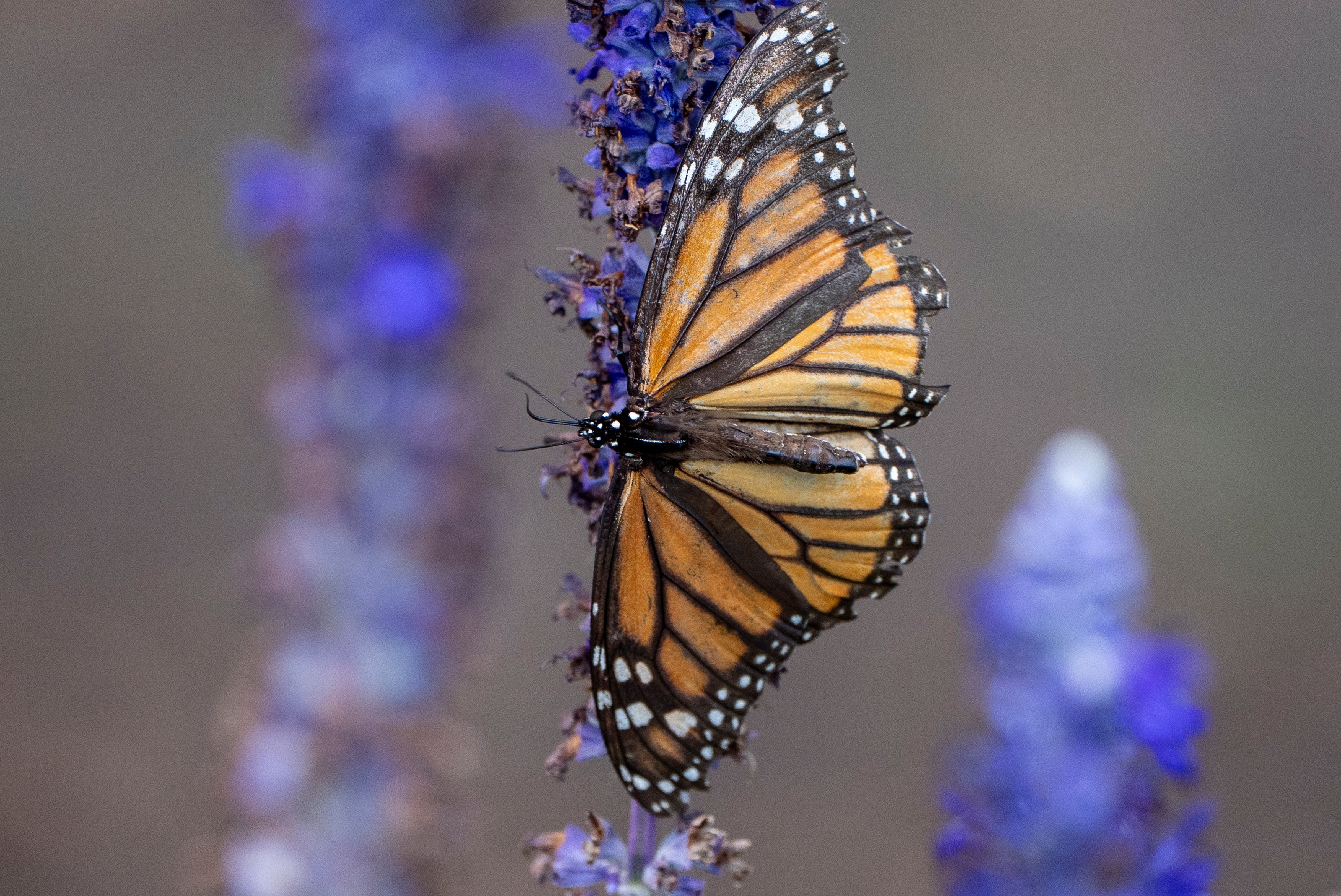 A monarch butterfly lands on a flower, Sept. 6, 2025, in Washington. (AP Photo/Alex Brandon, File)