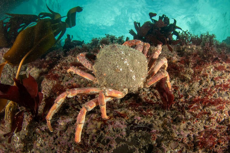 Life on the Ledge by Ivan Donoghue which won the Ocean category in this years Biodiversity Photographer of the Year competition. The judges said 'this photo clearly stood out for the thought and care that went into framing this scene in the underwater world'.
