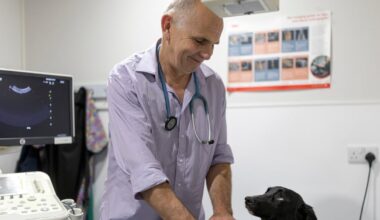 Veterinary in Ireland: Corporate chains grow as care expectations for pets ‘skyrocket’ – The Irish Times