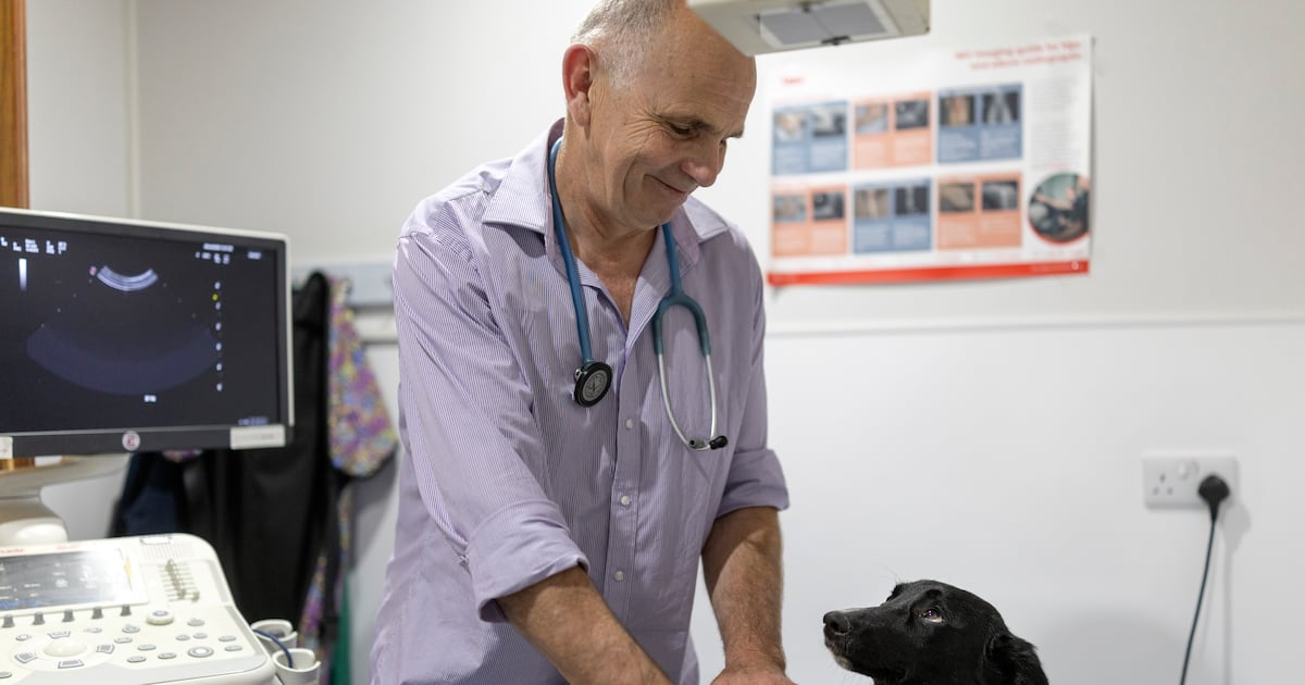 Veterinary in Ireland: Corporate chains grow as care expectations for pets ‘skyrocket’ – The Irish Times
