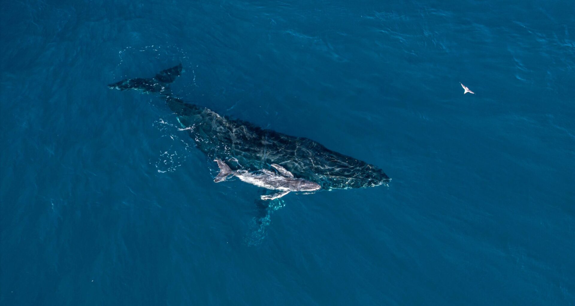 Rare humpback whale birth off Kingscliff described as 'pretty wild'
