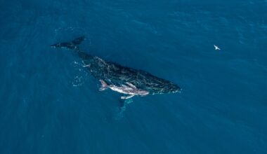 Rare humpback whale birth off Kingscliff described as 'pretty wild'