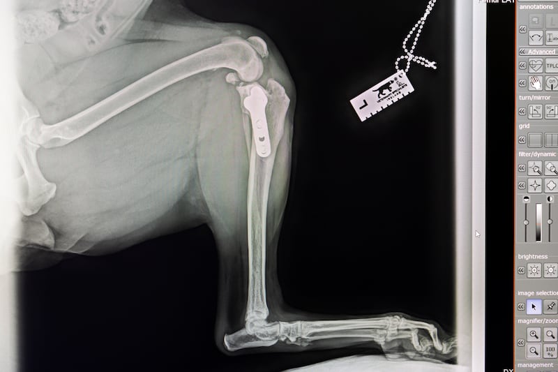 An X-ray of a dog’s broken leg surgery at Ó Scanaill Veterinary Hospital. Photograph: Chris Maddaloni/The Irish Times





