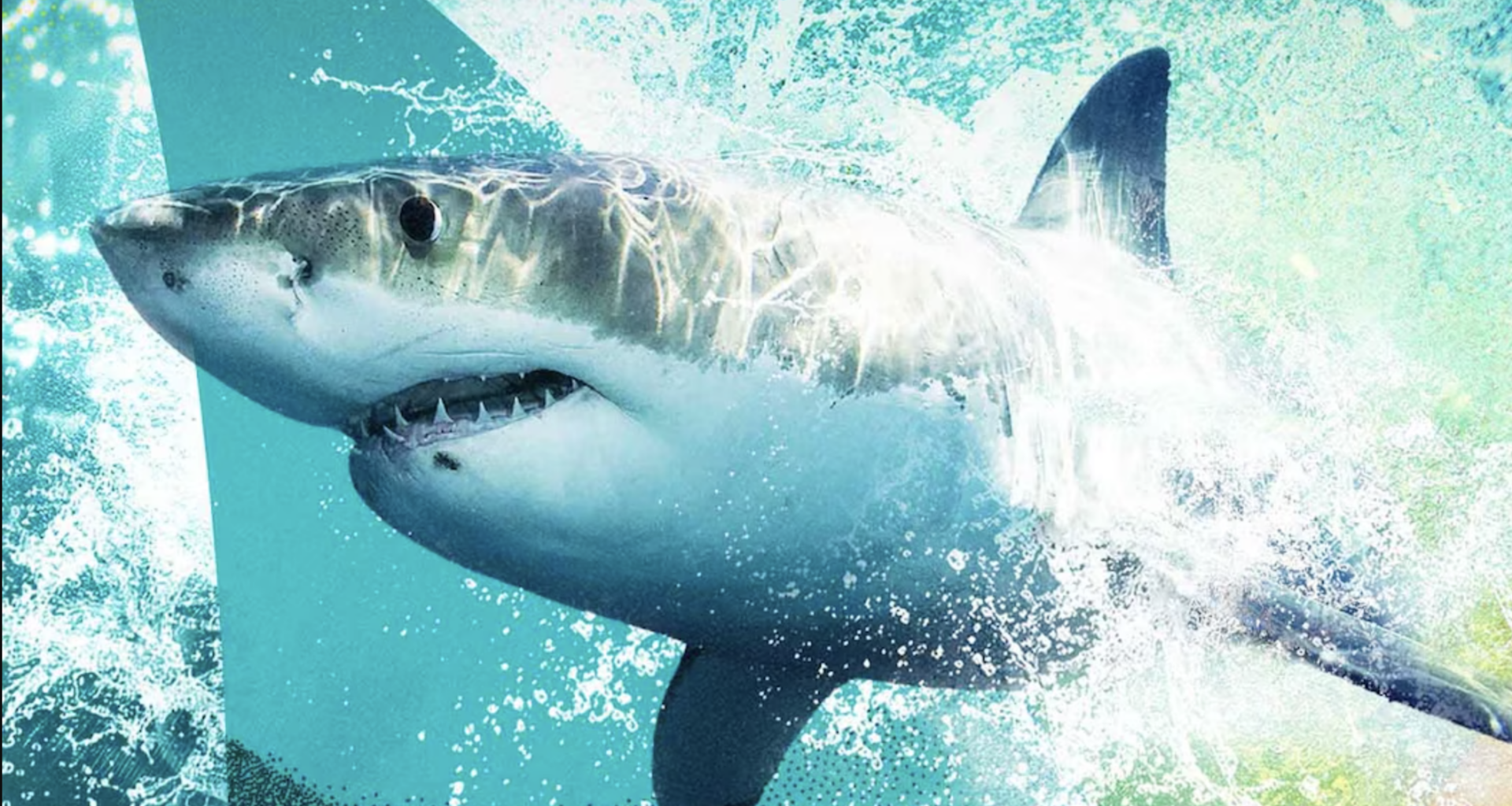 How to watch 'Sharkfest' online from anywhere
