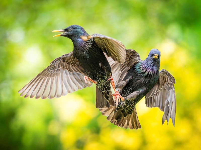 Starlings fighting, Cobh, Cork by Pawel Curylo, one of the highly commended entries.