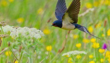 In pictures: Biodiversity Photographer of the Year winners 2026 – The Irish Times
