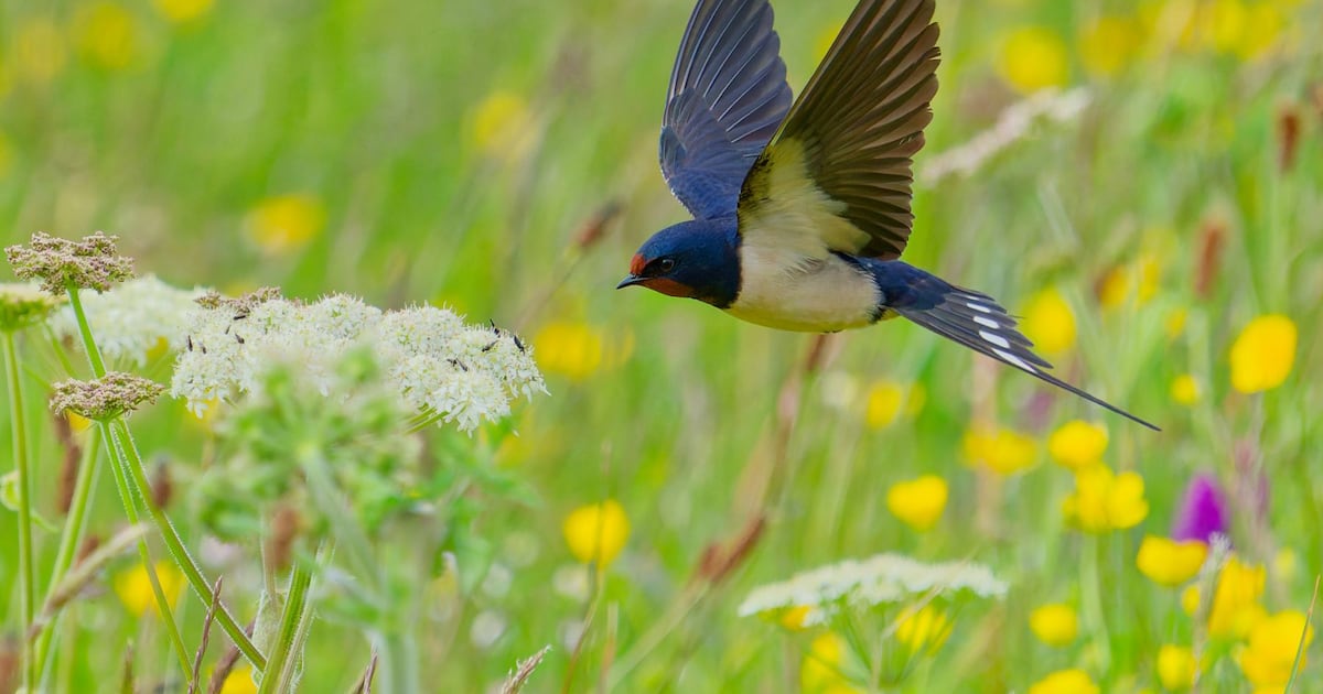 In pictures: Biodiversity Photographer of the Year winners 2026 – The Irish Times