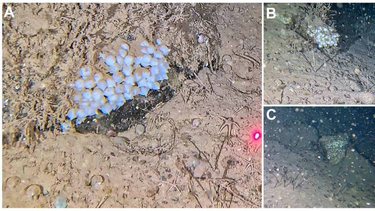 A rare Arctic bobtail squid living in its natural habitat beside clusters of eggs
