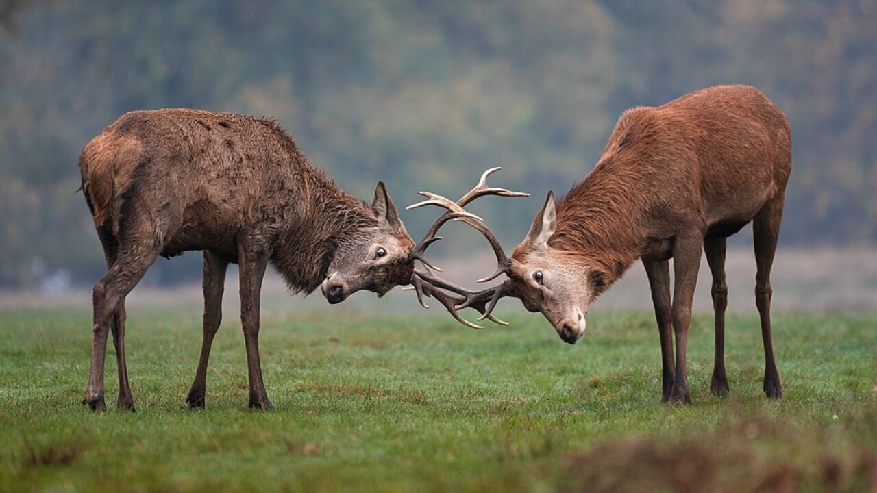 Wild red deer. Image credits: Wikimedia Commons A wild red deer 1