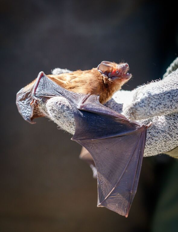Close-up of a small bat resting on a gloved hand