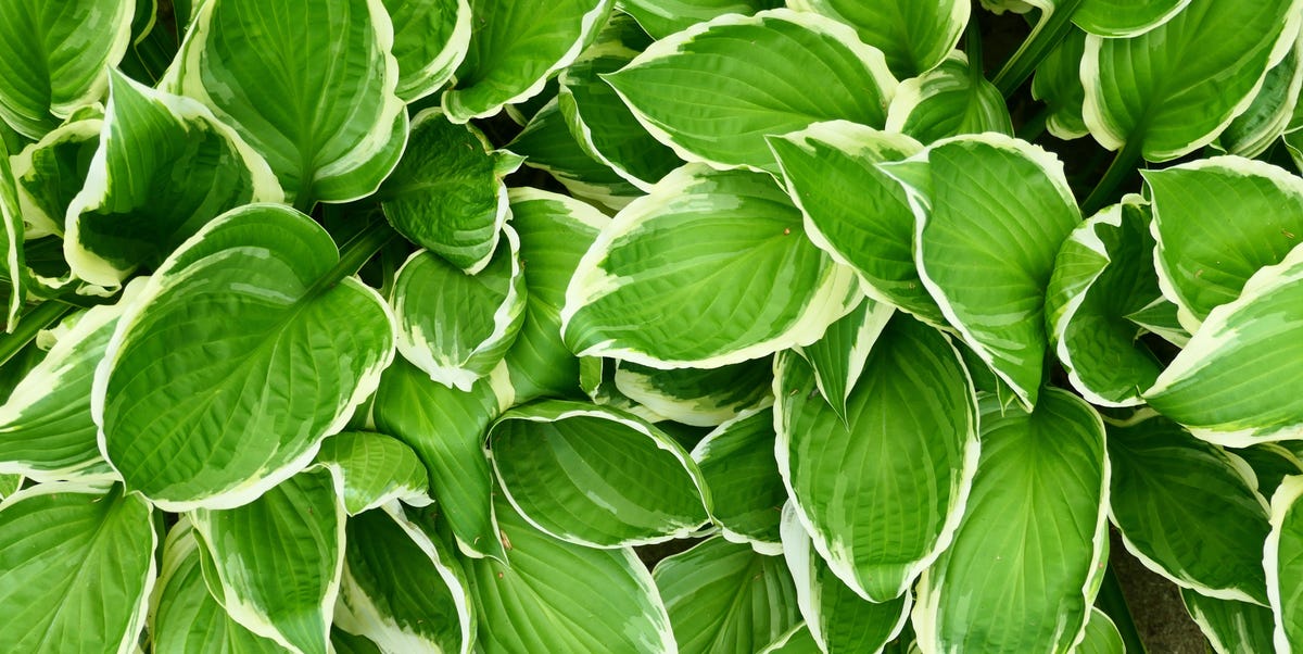 What To Do With Hostas After Flowering For Healthier Plants Next Year