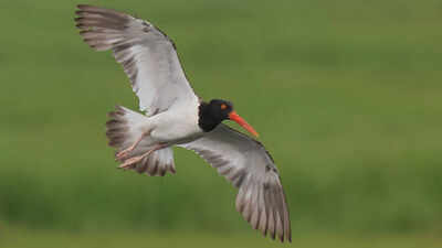 American oystercatchers were largely wiped out in New England: After a $10 million conservation push across 16 states, their numbers rose 45% along US coasts