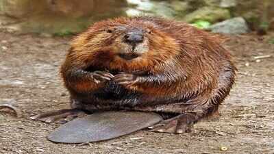 North American beavers in sub-Antarctic Chile are doing more than flooding forests; they are turning riparian land into methane-spewing wetlands