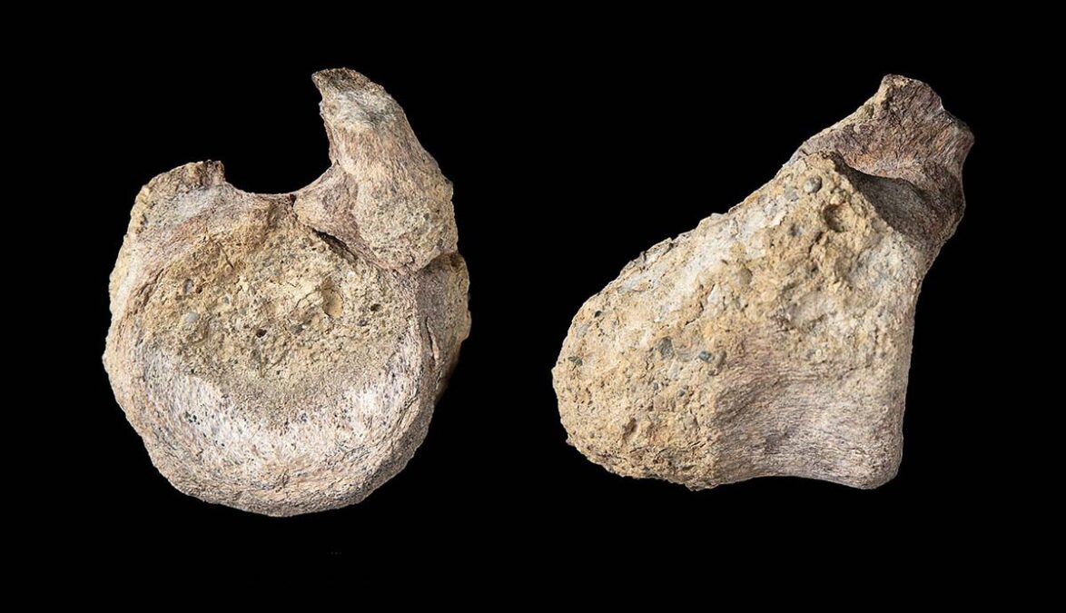 Forgotten Fossil Turned Out to Be The First Evidence of Dinosaurs on Antarctica