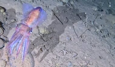 Rare footage reveals elusive Arctic bobtail squid mom with clutch of eggs