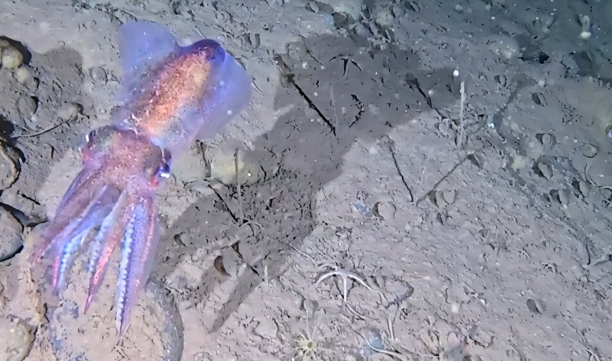 Rare footage reveals elusive Arctic bobtail squid mom with clutch of eggs