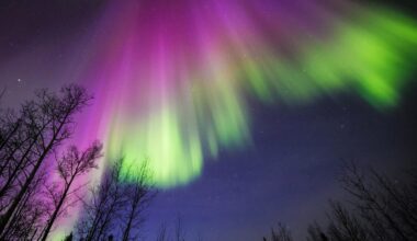 A photograph of aurora borealis from the ground with trees