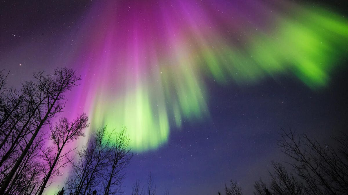 A photograph of aurora borealis from the ground with trees