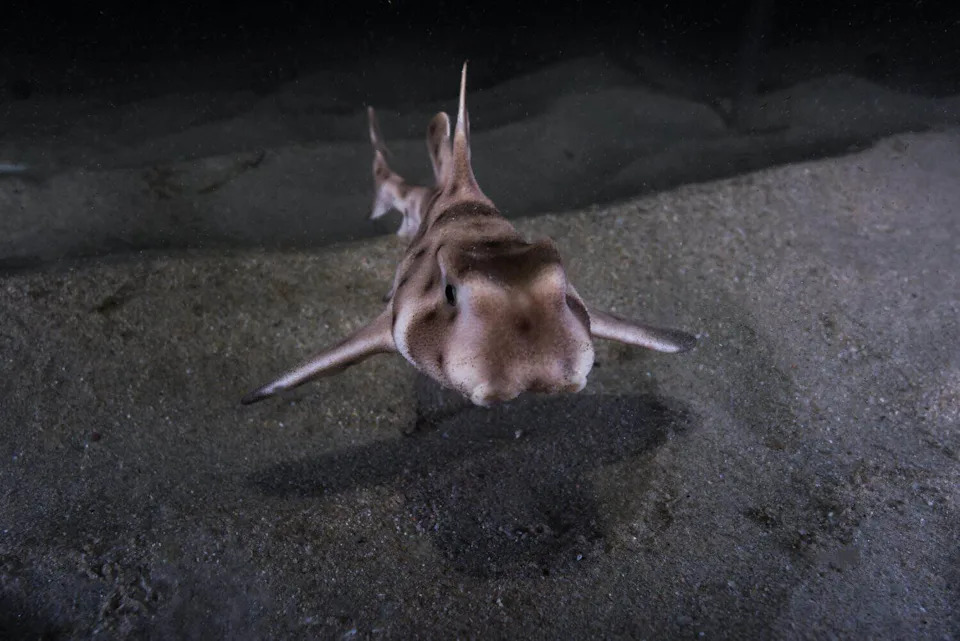 Baby Horn Shark saying Hello