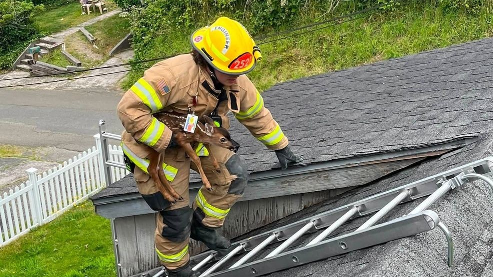 A group of firefighters saved a scared fawn that became stuck on the roof of a house on Fourth of July. (Astoria Fire Department)