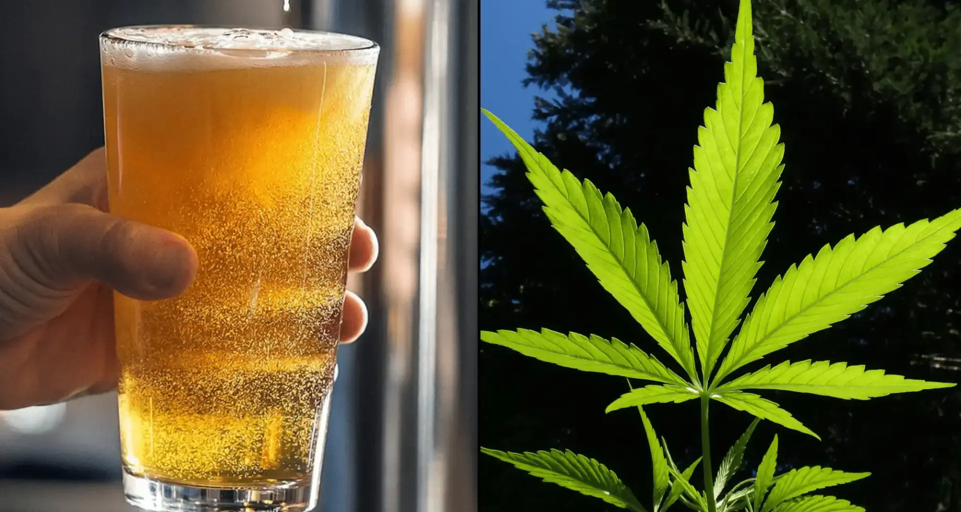 THC-Infused Cannabis Beverages Are Helping People Quit Drinking Alcohol, Survey Shows