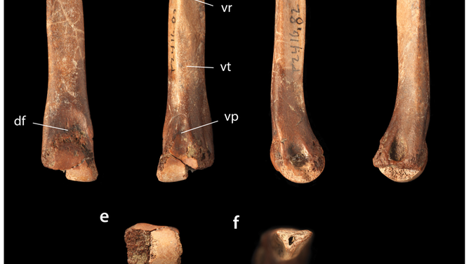 T. rex, left metatarsal III, RSKM P2416.82, latest Maastrichtian Frenchman Formation of Saskatchewan: (a) anterior, (b) posterior, (c) medial, (d) lateral, (e) distal, and (f) proximal views. Abbreviations: df, dorsal fossa; pl, platform; vp, ventral pillar; vr, ventral ridge.