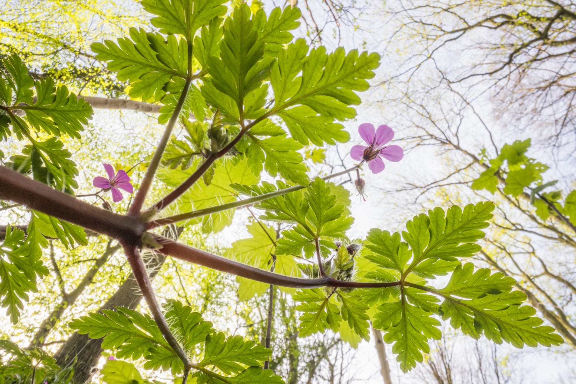 a photograph of flowers taken from a low vantage point so that they seem to climb tall like trees