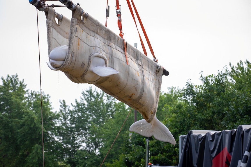 A beluga whale in the air in a sling with its side flippers poking through a hole.