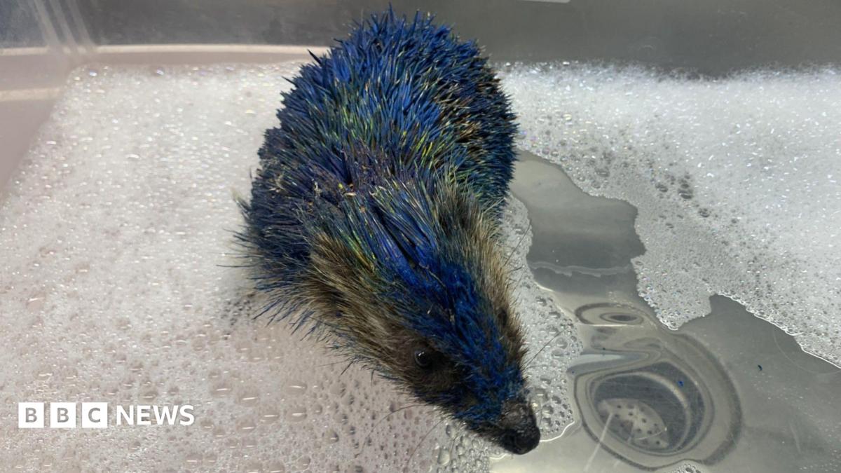 A small hedgehog with bright blue-dyed spines stands in a stainless-steel sink partially filled with water and white soap suds. The hedgehog's face is wet, and water droplets cling to its blue spines. A metal drain is visible beneath the water on the right side of the sink.