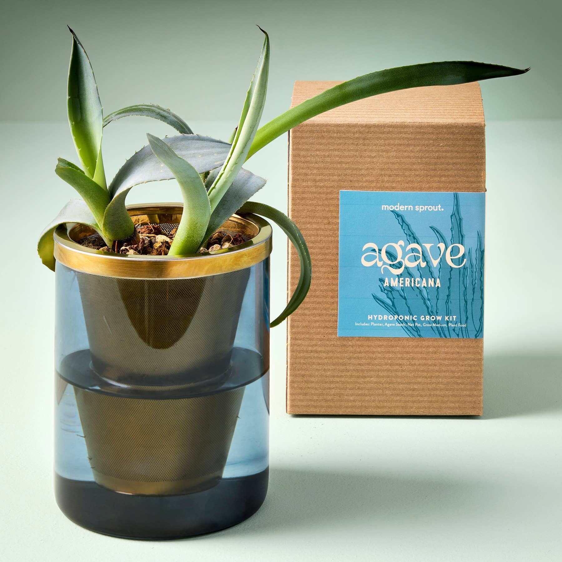 an aloe plant growing from a kit
