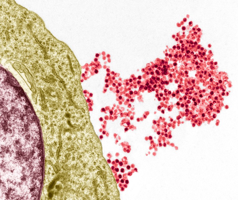 Coloured transmission electron micrograph of Epstein-barr viruses being shed from a B cell.