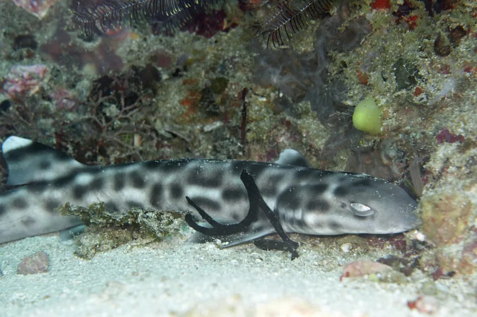Swellshark (Cephaloscyllium ventriosum) in Pacific Ocean