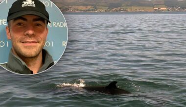 Fears for suspected baby whale after rare stranding in Buncrana