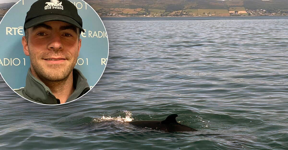Fears for suspected baby whale after rare stranding in Buncrana
