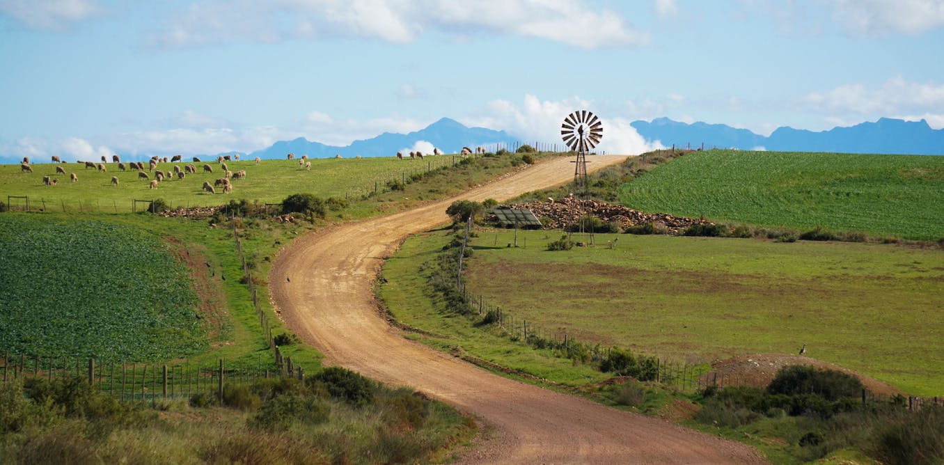 Will El Niño drought hit food prices in South Africa? Earlier rains and grain stocks offer hope