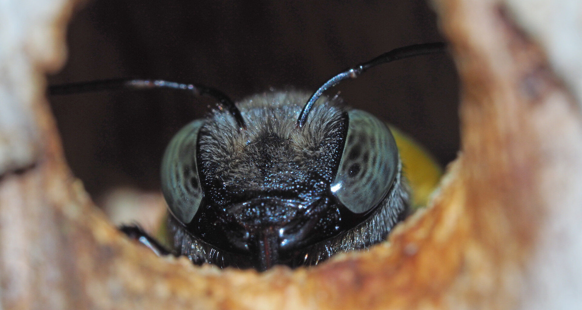 Rising Carbon Dioxide Levels May Be Wiping Out the World’s Biggest Bees