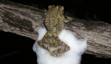 The sex life of treefrogs: how females build better nests by mating with multiple partners