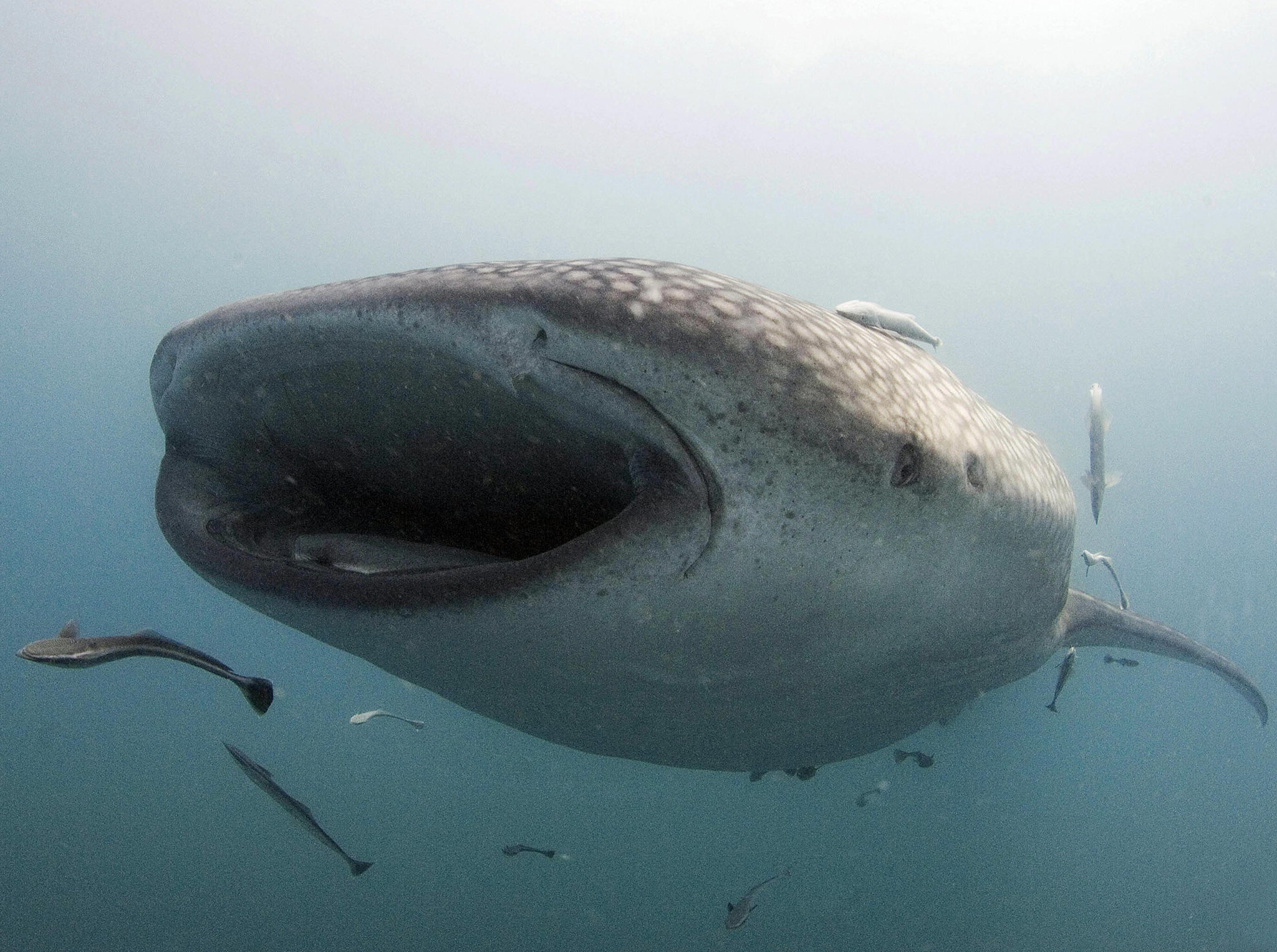 Researchers mainly described whale shark behaviours from watching them in person