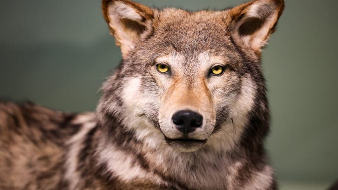 PRODUCTION - 17 April 2026, North Rhine-Westphalia, Essen: A dermoplastic of a wolf is on display in the exhibition "Survival in the Ice Age". The special exhibition, which can be seen until January 10, 2027, is part of the Palaeontological State Exhibition of North Rhine-Westphalia, which is a joint exhibition project of the Ruhr Museum, the LWL Museum of Natural History and the Lippisches Landesmuseum Detmold.